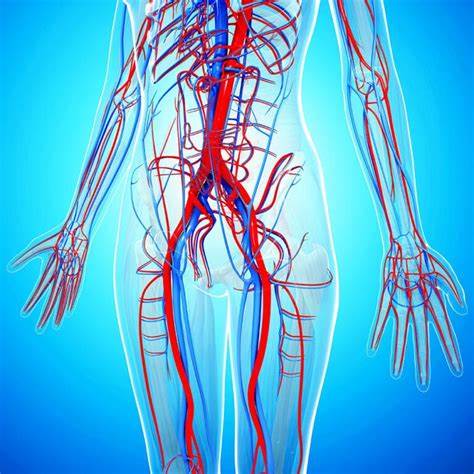 Angiologie